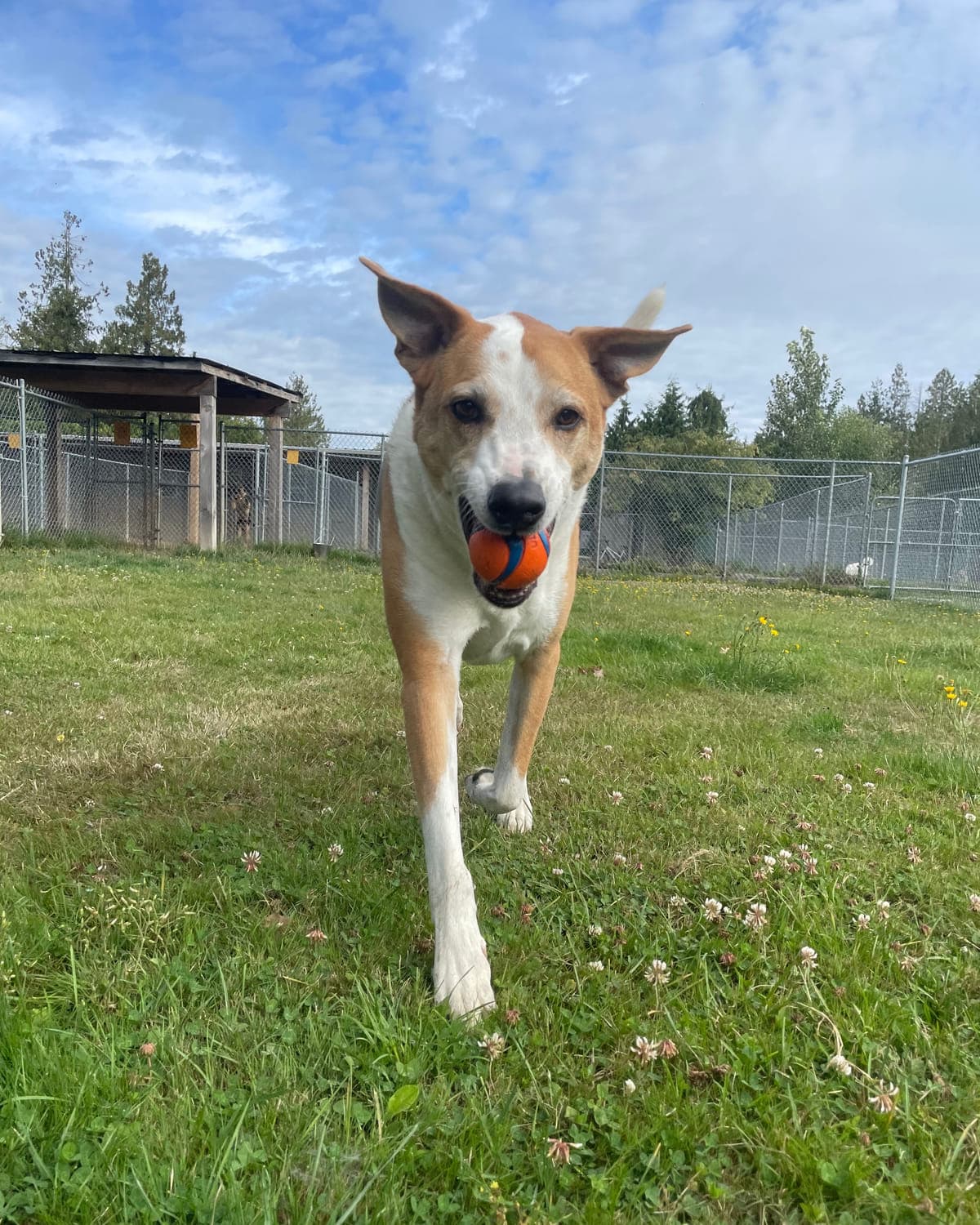 A tan and white dog carrying an orange ball, running toward the camera across the open grass at Argos Pet Ranch, with the fenced yards and a shelter behind