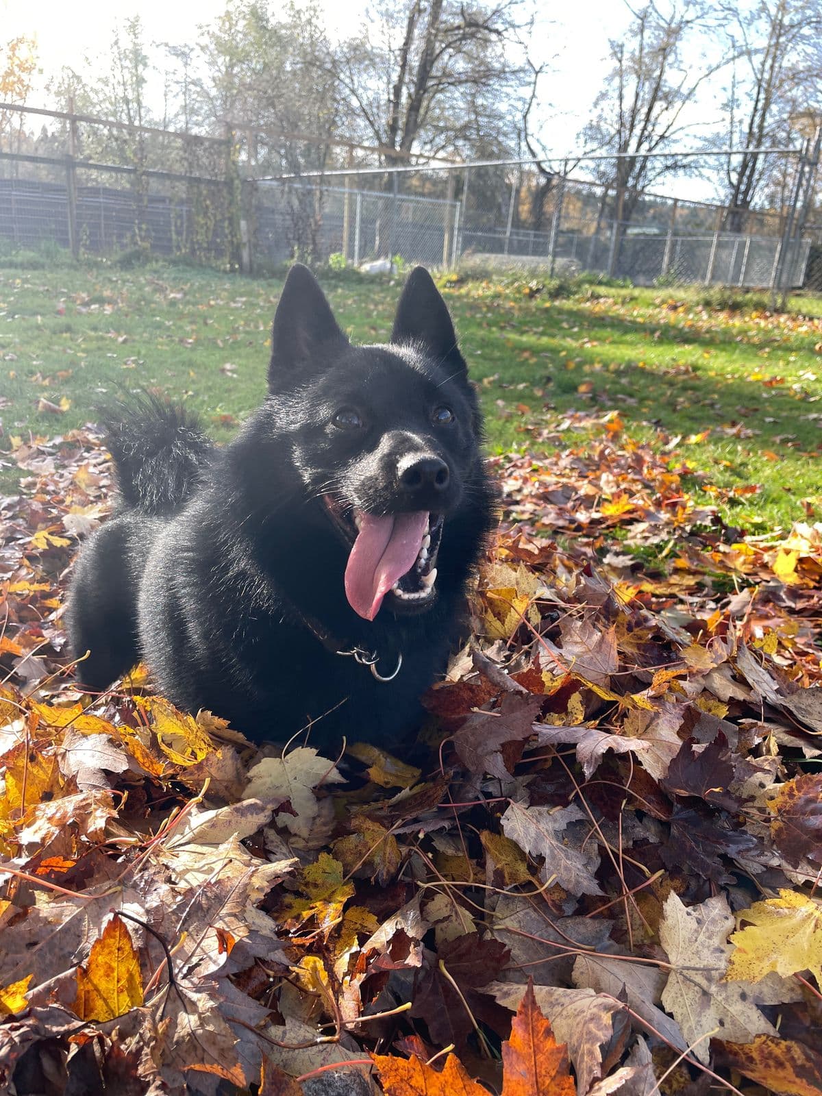 A black Schipperke settled in a pile of autumn leaves with its tongue out, the open grass and fenced yards behind it at Argos Pet Ranch