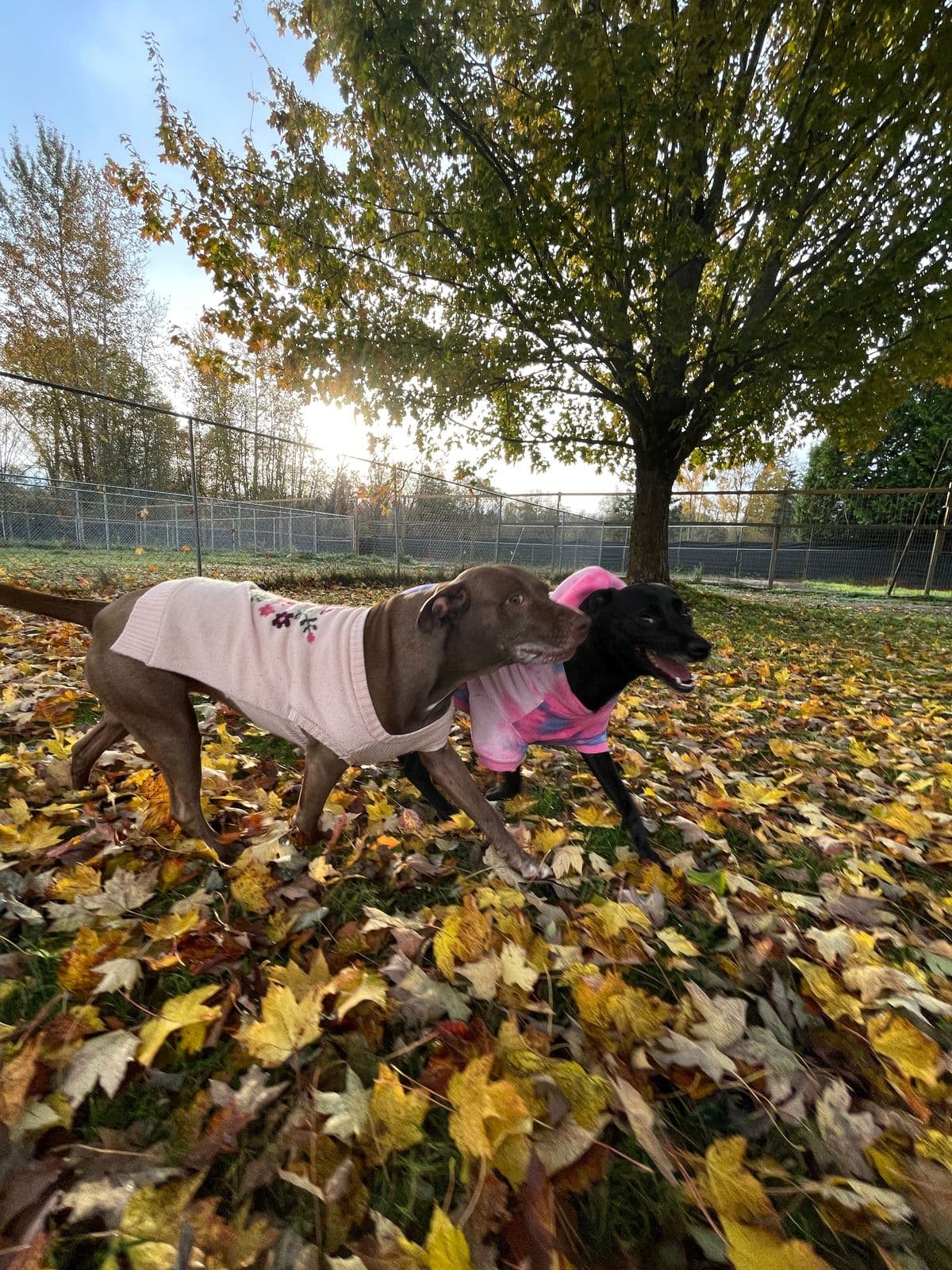Two dogs in pink sweaters crossing a carpet of yellow leaves under a maple tree, with the low autumn sun shining through the branches at Argos Pet Ranch