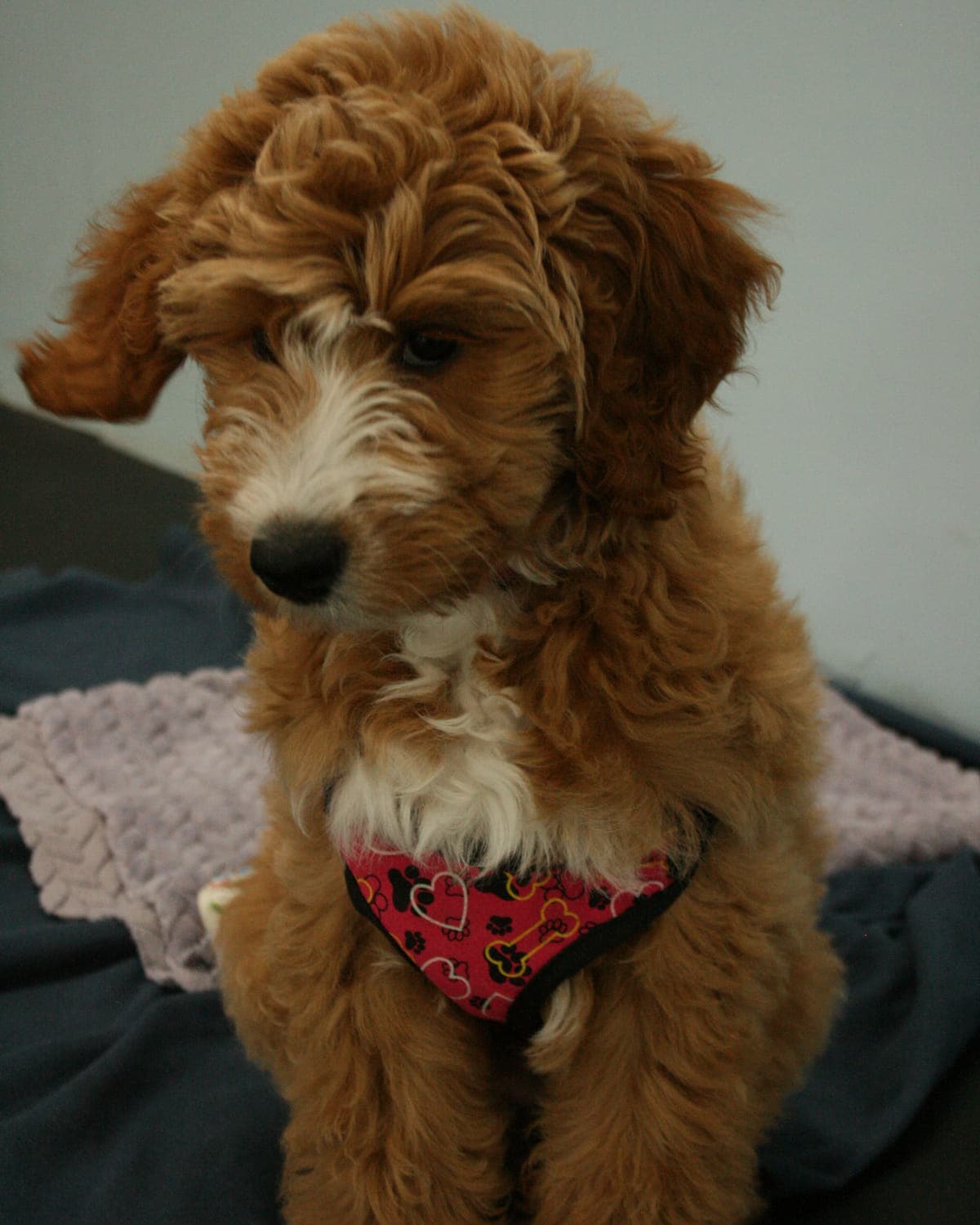 A curly red doodle in a heart-patterned harness settled quietly on a soft blanket indoors at Argos Pet Ranch