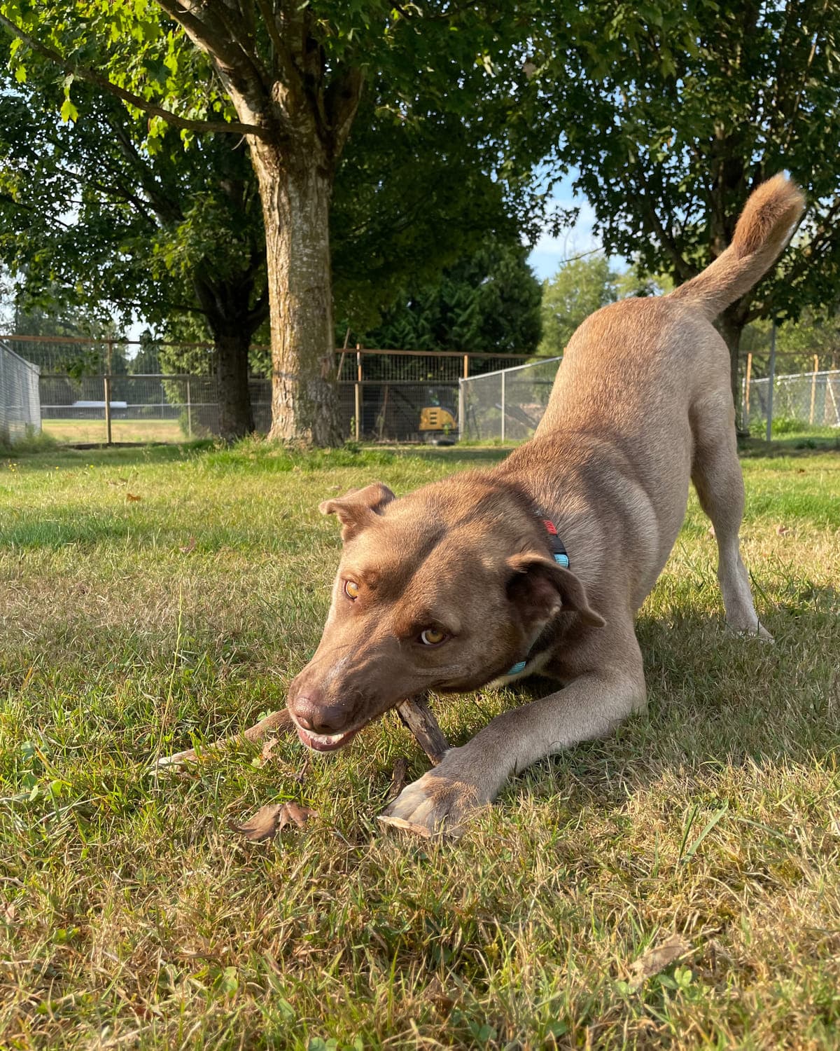 A tan dog play-bowing on the grass beneath a large shade tree in the fenced outdoor grounds at Argos Pet Ranch