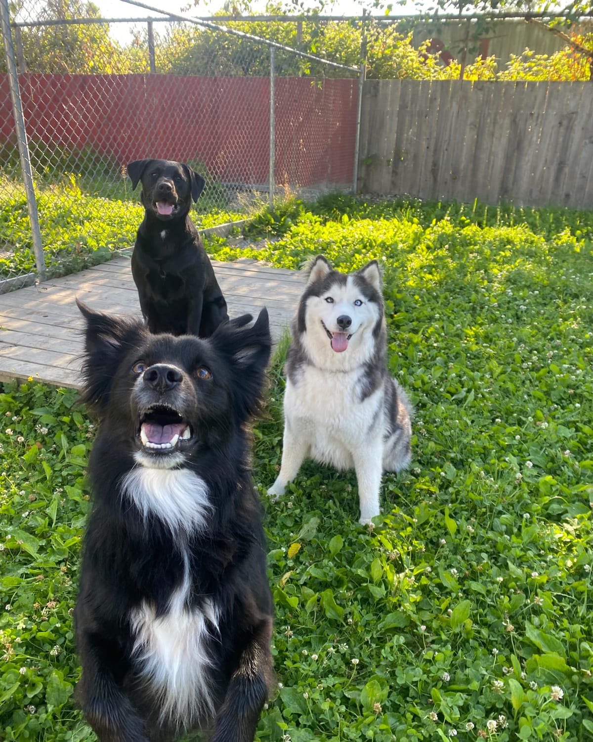 Three dogs (a black-and-tan terrier, a black-and-white collie mix and a husky) sitting calmly together in a fenced grass yard at Argos Pet Ranch