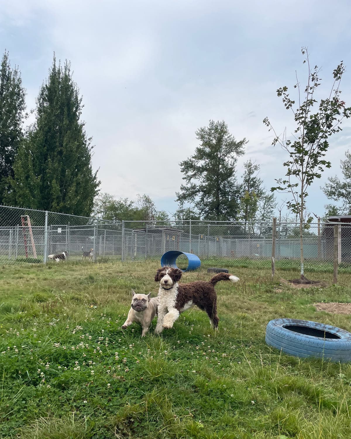 Two dogs standing together in the middle of a wide grass field at Argos Pet Ranch, with fencing, young trees and more dogs visible far off in the background