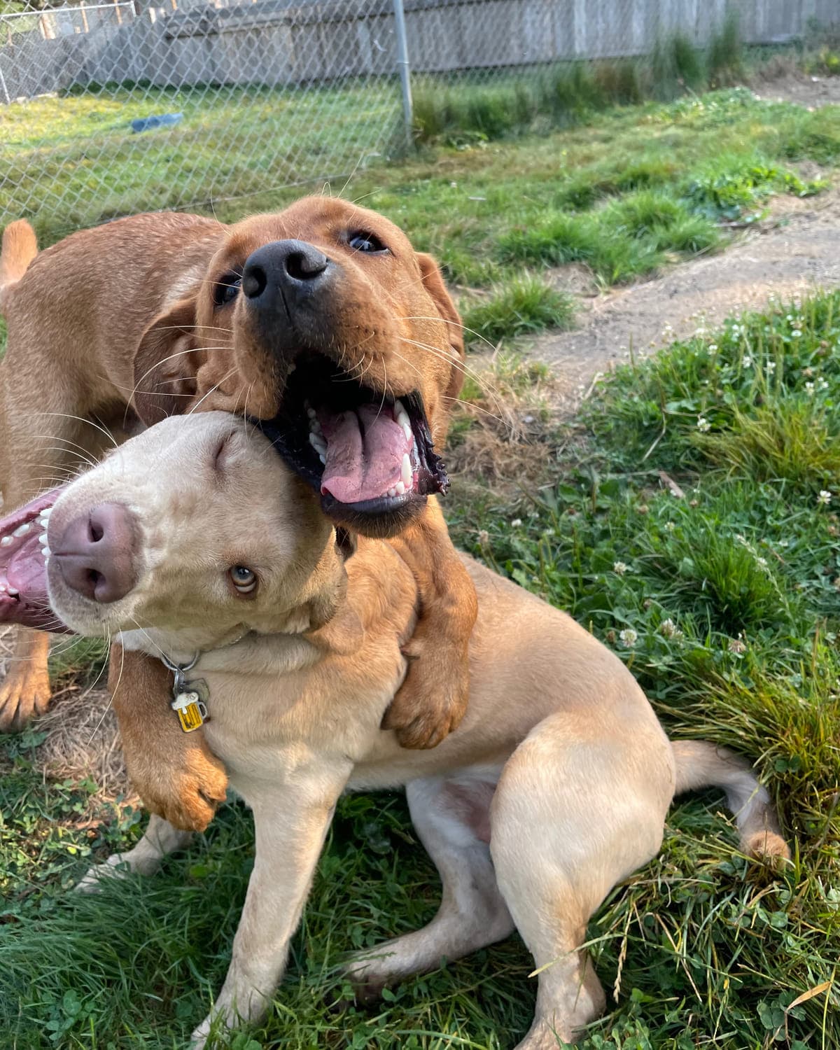 A golden labrador and a cream-coloured bulldog-type dog play-wrestling on the grass at Argos Pet Ranch, both loose and relaxed with mouths open