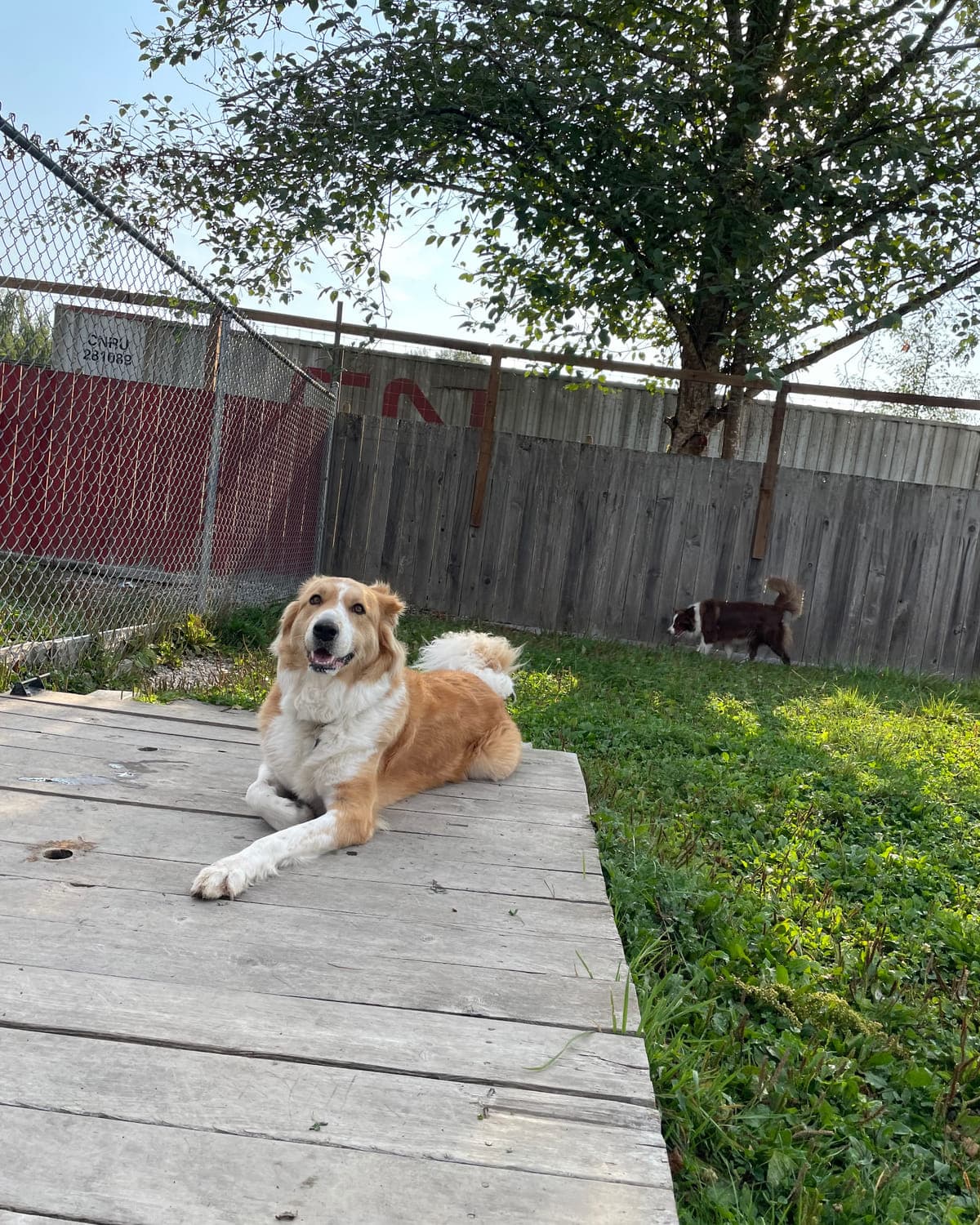 A tan-and-white dog lying stretched out and relaxed on a wooden boardwalk in a quiet, shaded corner of the outdoor yard at Argos Pet Ranch