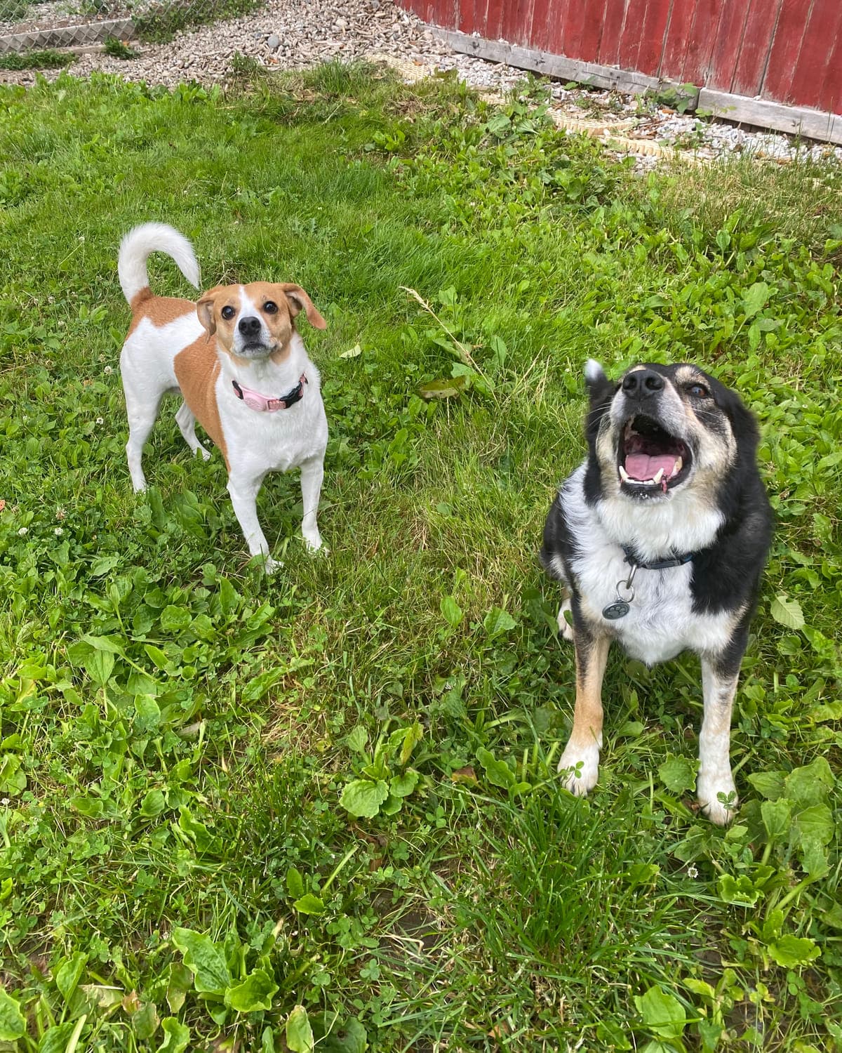 A Jack Russell terrier and a black-and-tan shepherd mix standing nose to nose on the grass at Argos Pet Ranch, greeting each other calmly