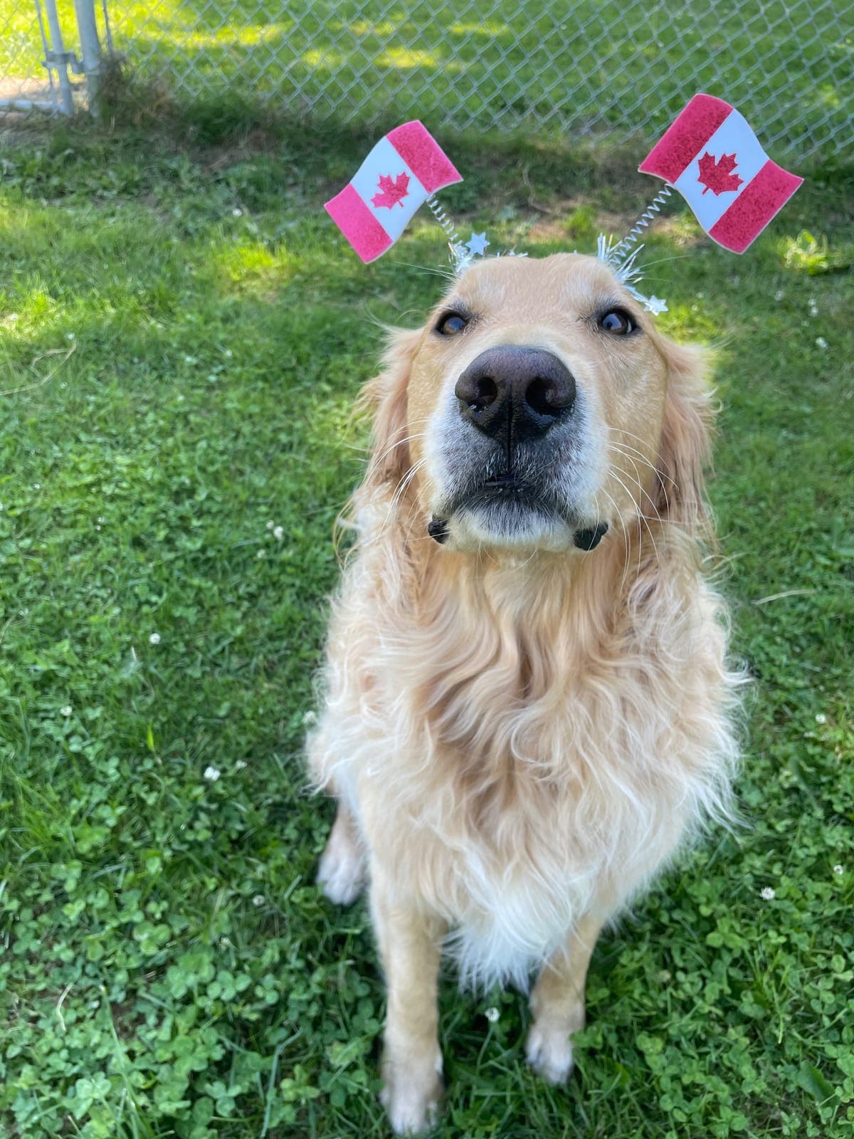 A golden retriever sitting in the grass wearing a Canada Day headband with two small maple-leaf flags