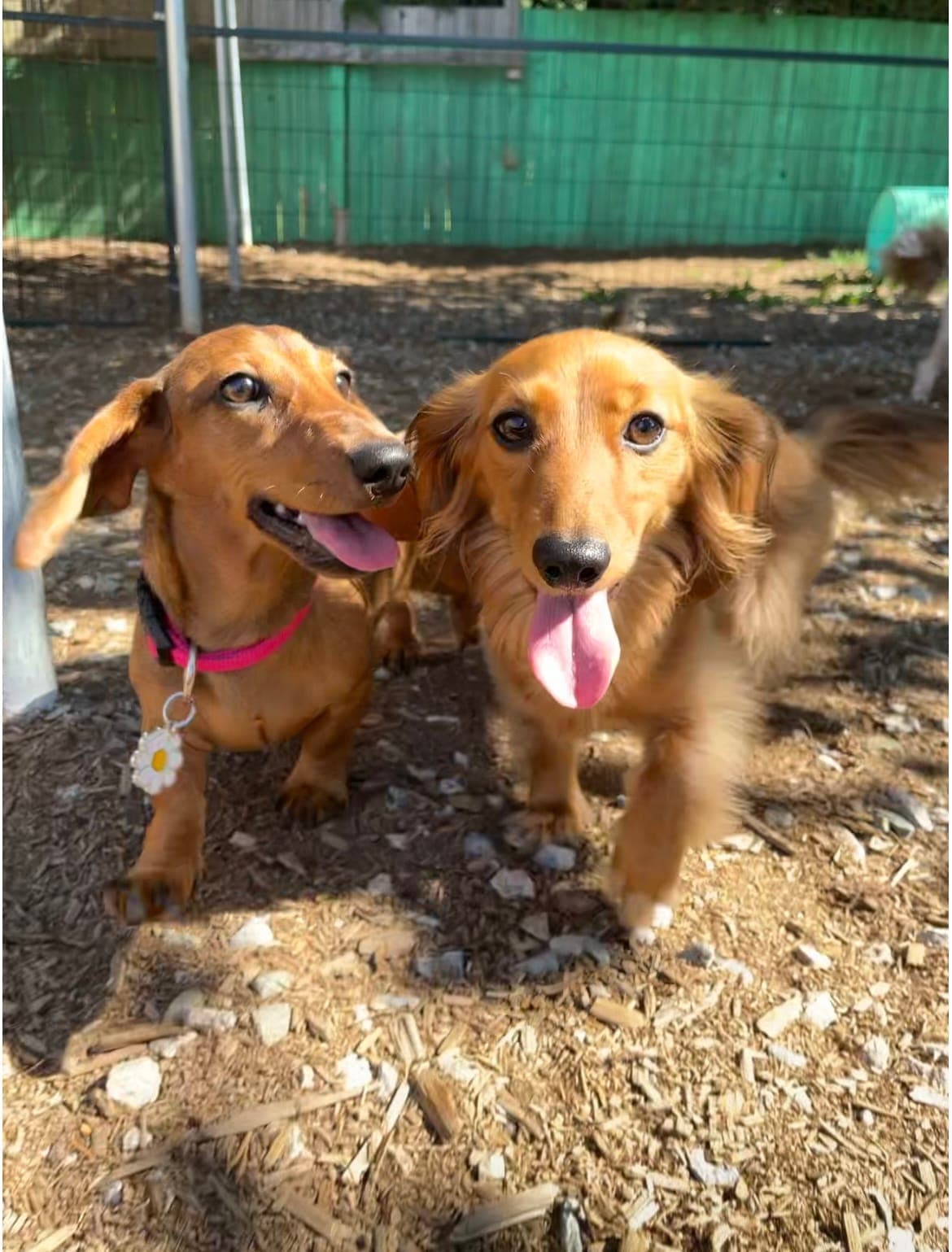 Two long-haired dachshunds running side by side toward the camera across the wood-chip yard, tongues out