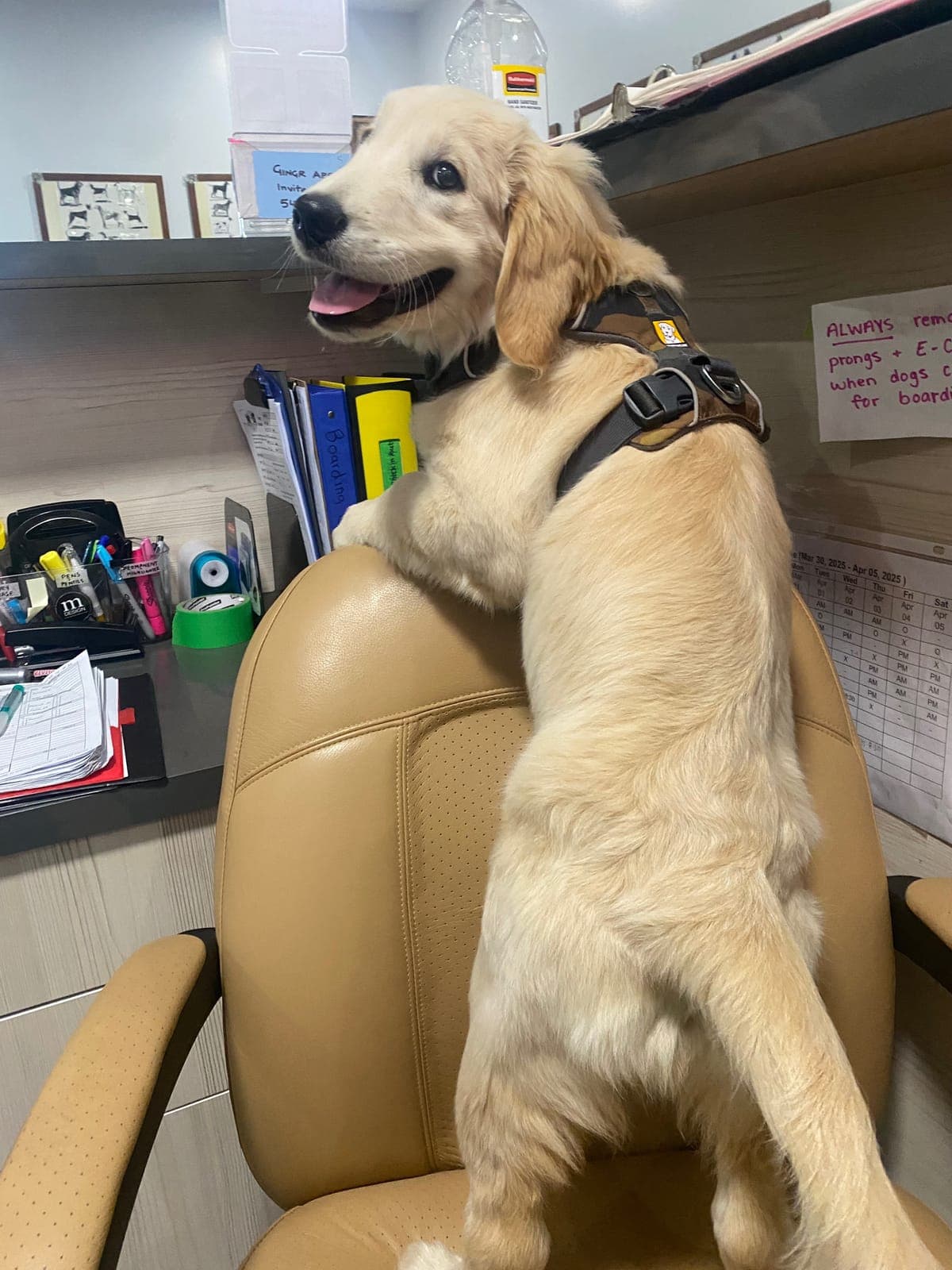 A golden retriever puppy with its front paws up on the office chair at the Argos Pet Ranch front desk