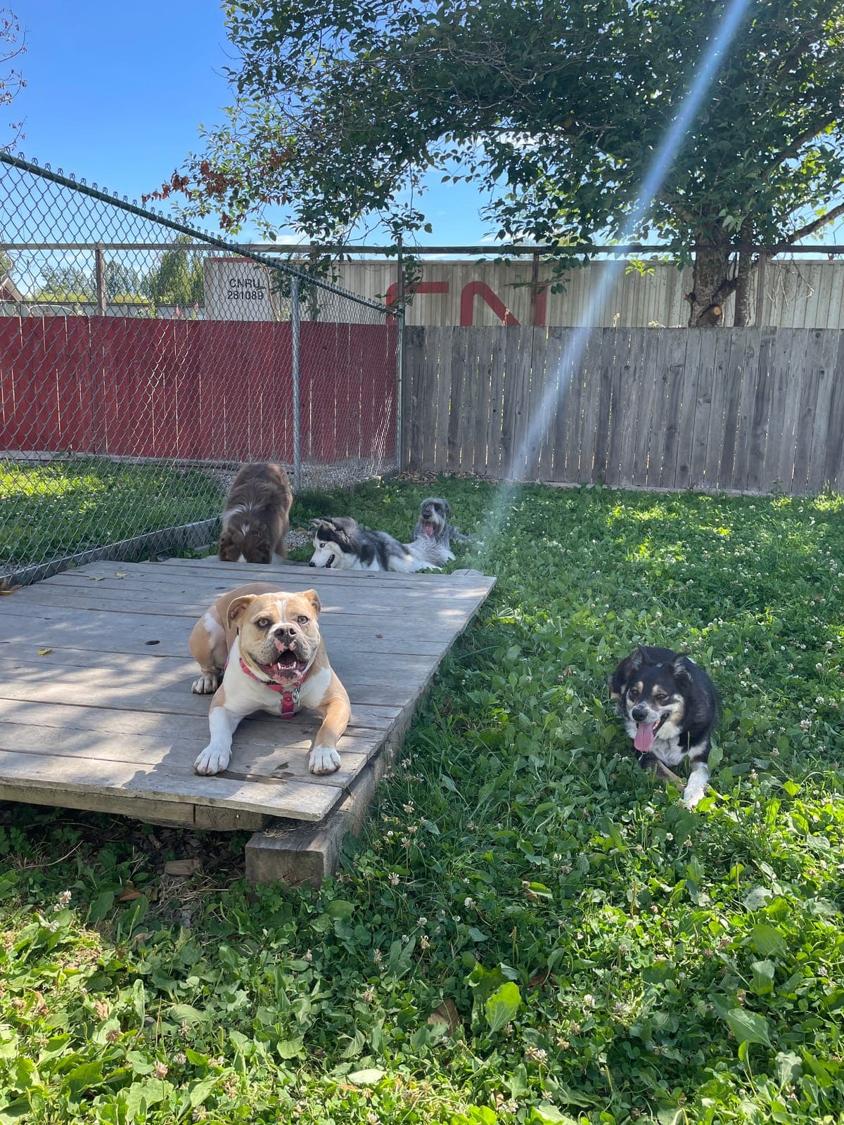 A white bulldog stretched out on a wooden deck with other dogs scattered across the sunlit grass behind her