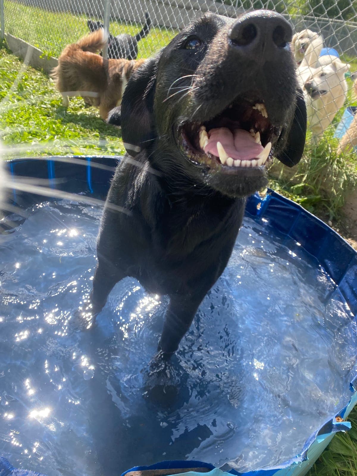 A black labrador splashing through a blue paddling pool on a hot day, water flying