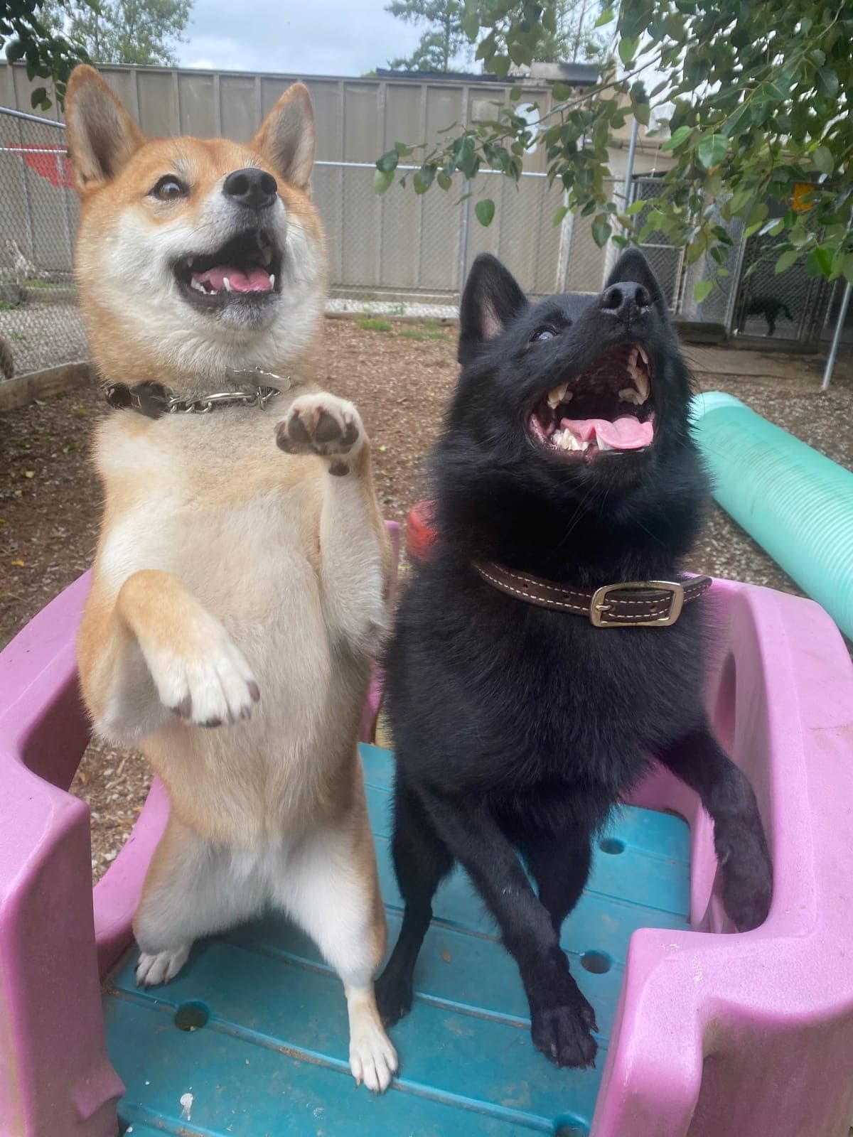 A shiba inu and a black schipperke standing up together on the play structure in the daycare yard