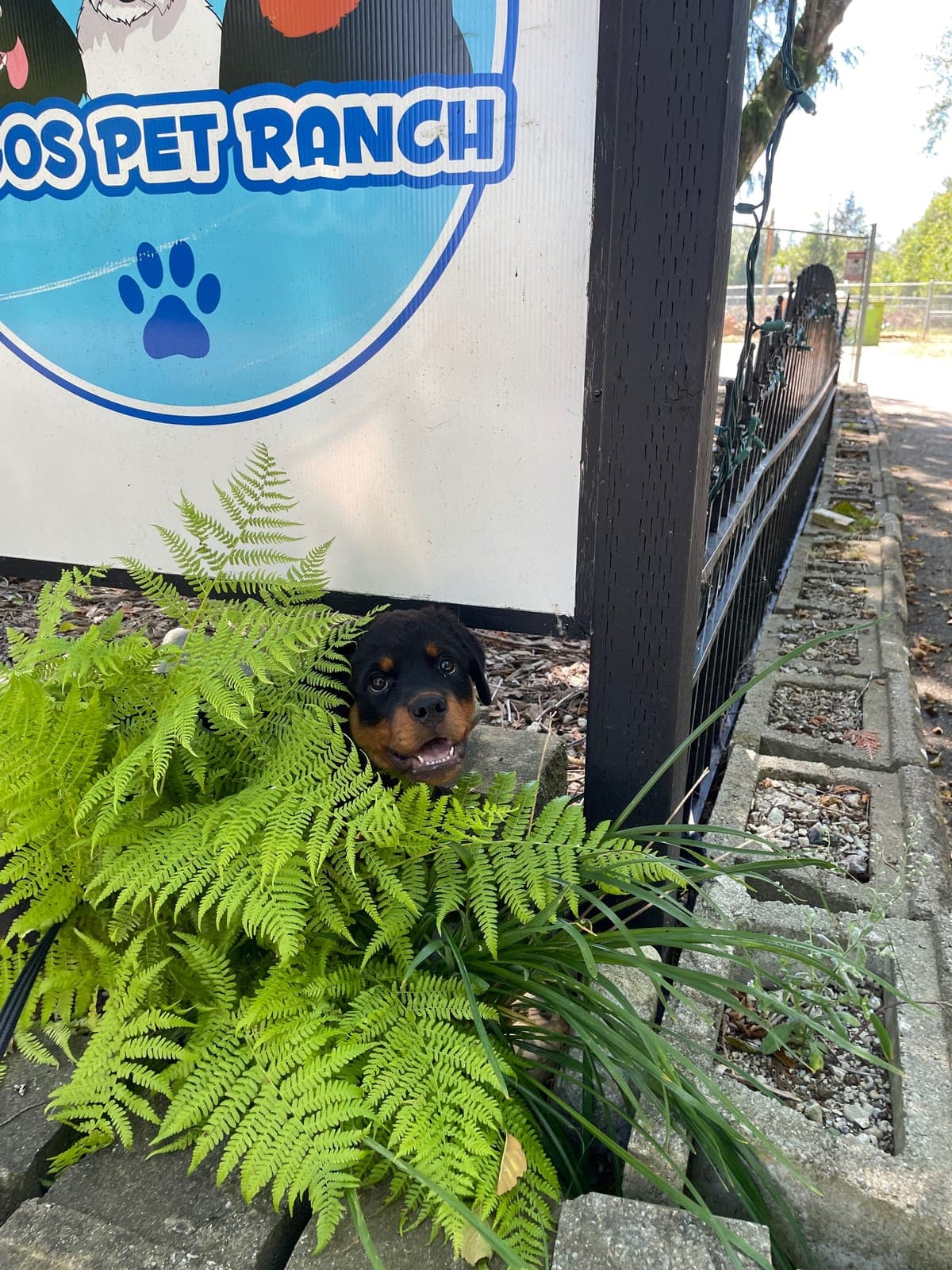 A Rottweiler puppy peering out from behind a fern beside the Argos Pet Ranch sign at the entrance