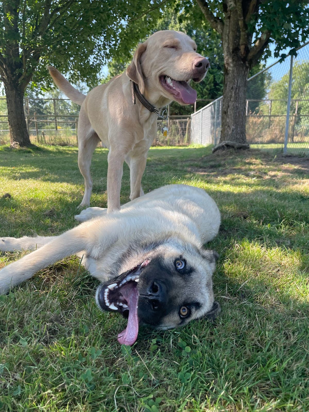 A cream shepherd mix rolling on its back in the grass while a yellow labrador stands over it mid-play