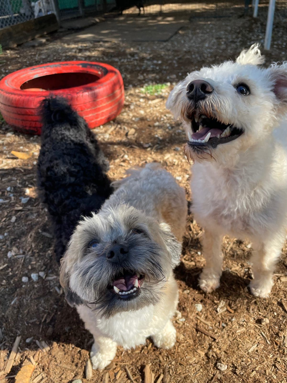 Three small dogs (a black poodle mix, a grey shih tzu and a white terrier) looking up at the camera beside a red tire