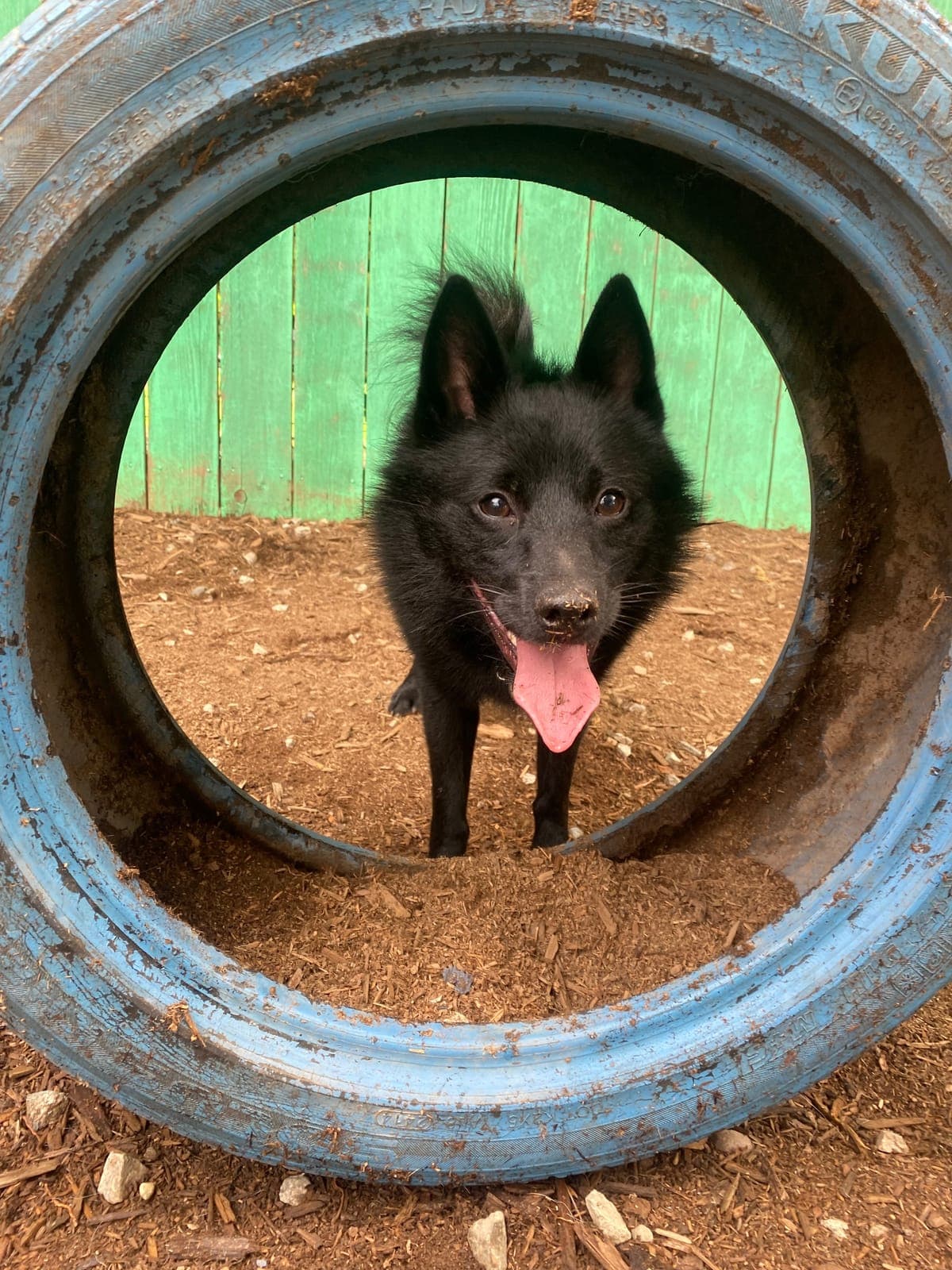 A black schipperke framed inside a large tire tunnel in the play yard, tongue out