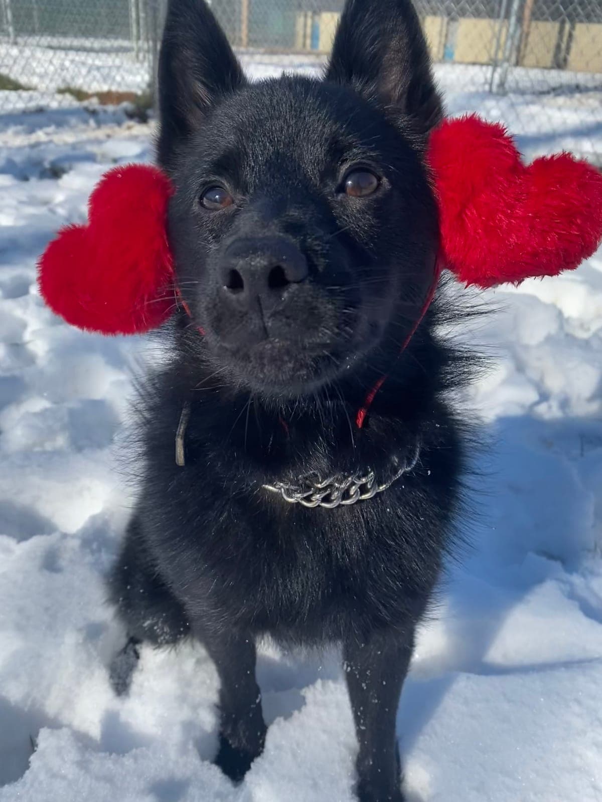A black schipperke sitting in fresh snow in the yard wearing red heart-shaped ears