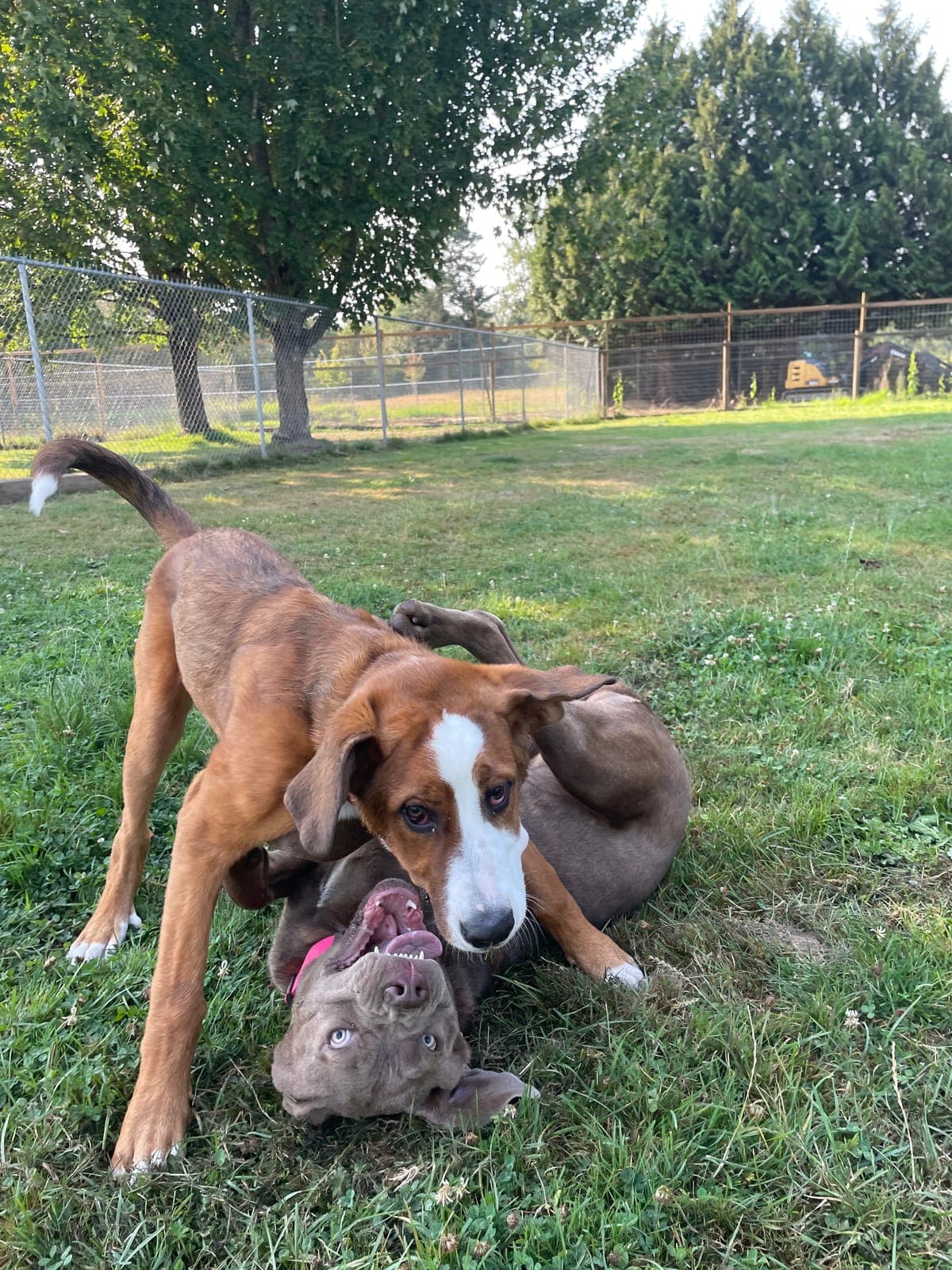 A brown hound and a grey pitbull-type dog wrestling together on the grass, both play-bowing