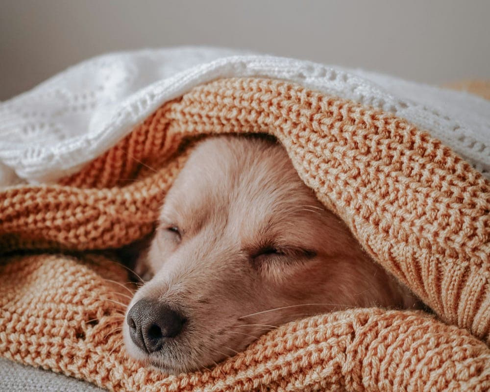 A golden puppy fast asleep, tucked under a pile of soft knitted blankets