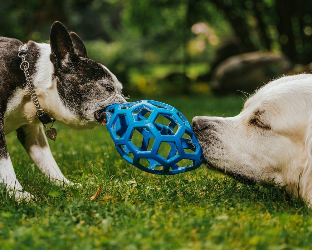 A Boston terrier mix and a white retriever playing tug-of-war with a blue rubber ball on the grass