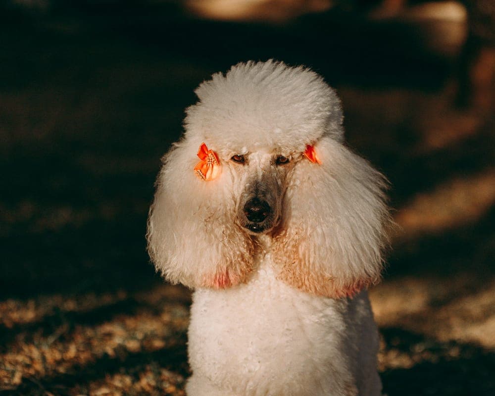 A freshly groomed white standard poodle with a rounded topknot and orange bows in its ears