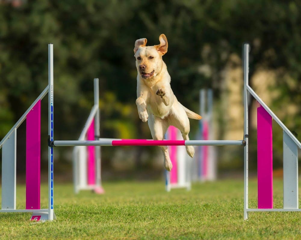 A yellow Labrador clearing a pink-and-white agility jump on grass, ears flying