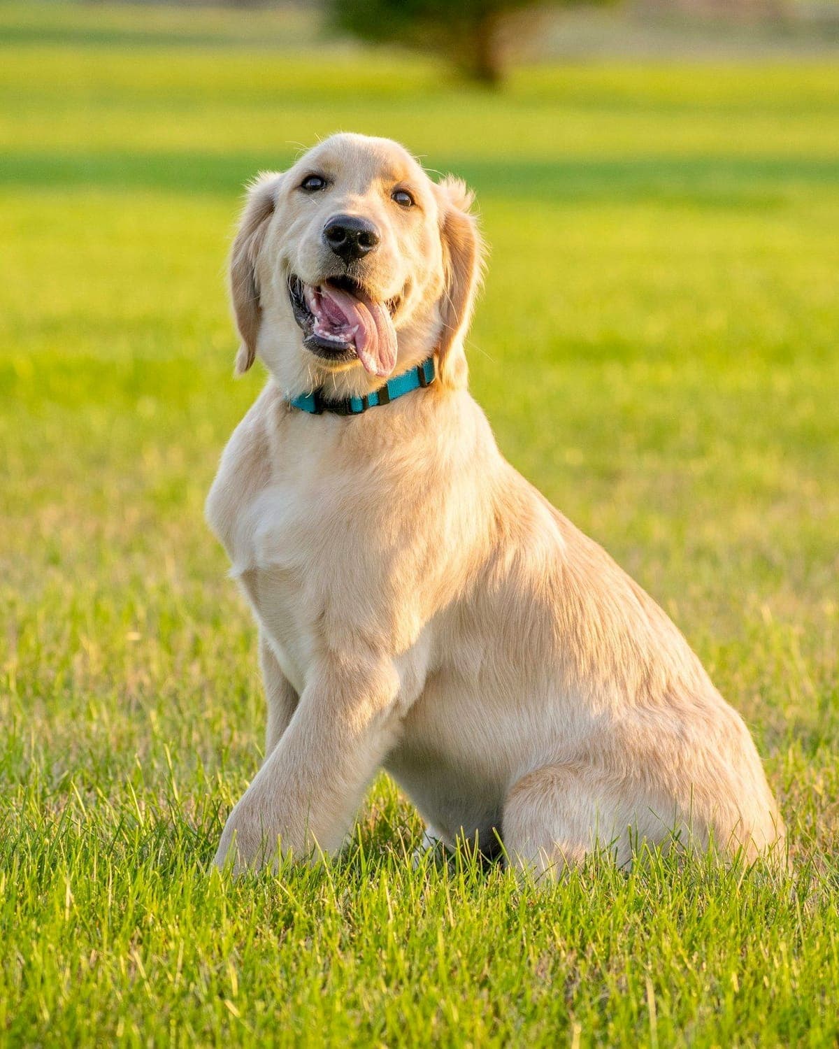 A golden retriever puppy sitting neatly on a sunny lawn, looking toward the camera