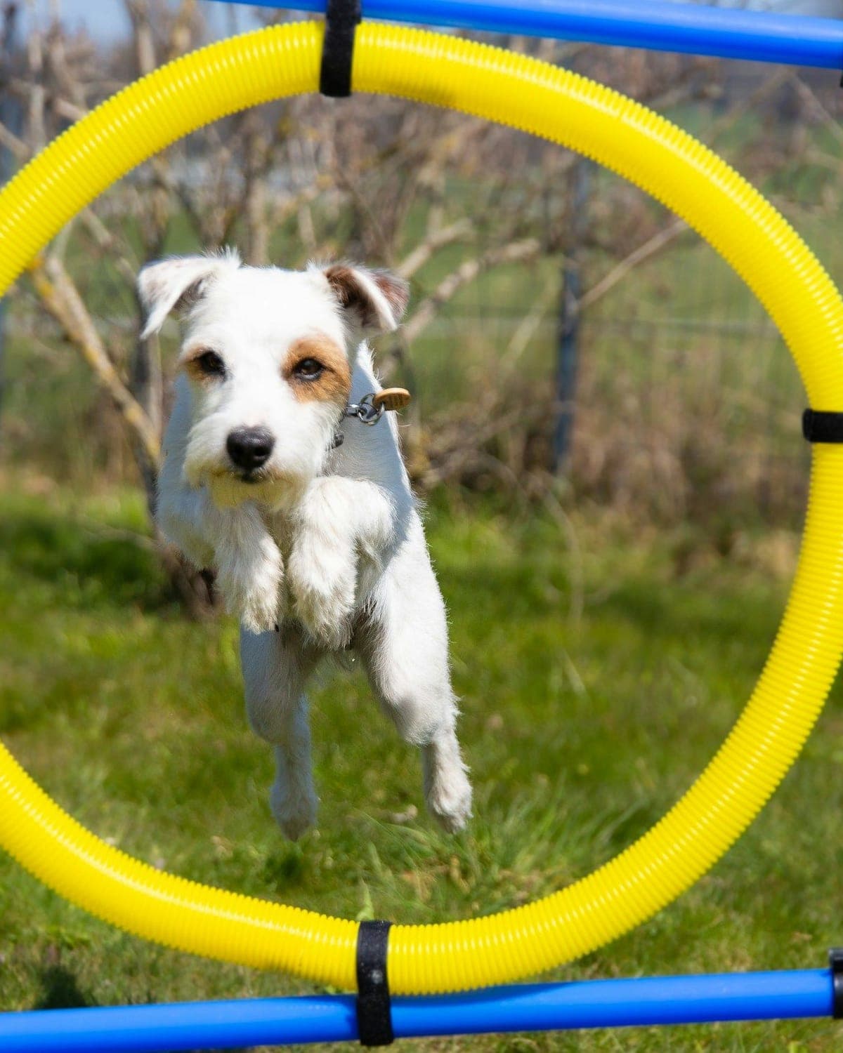 A Jack Russell terrier leaping through a yellow agility hoop on grass