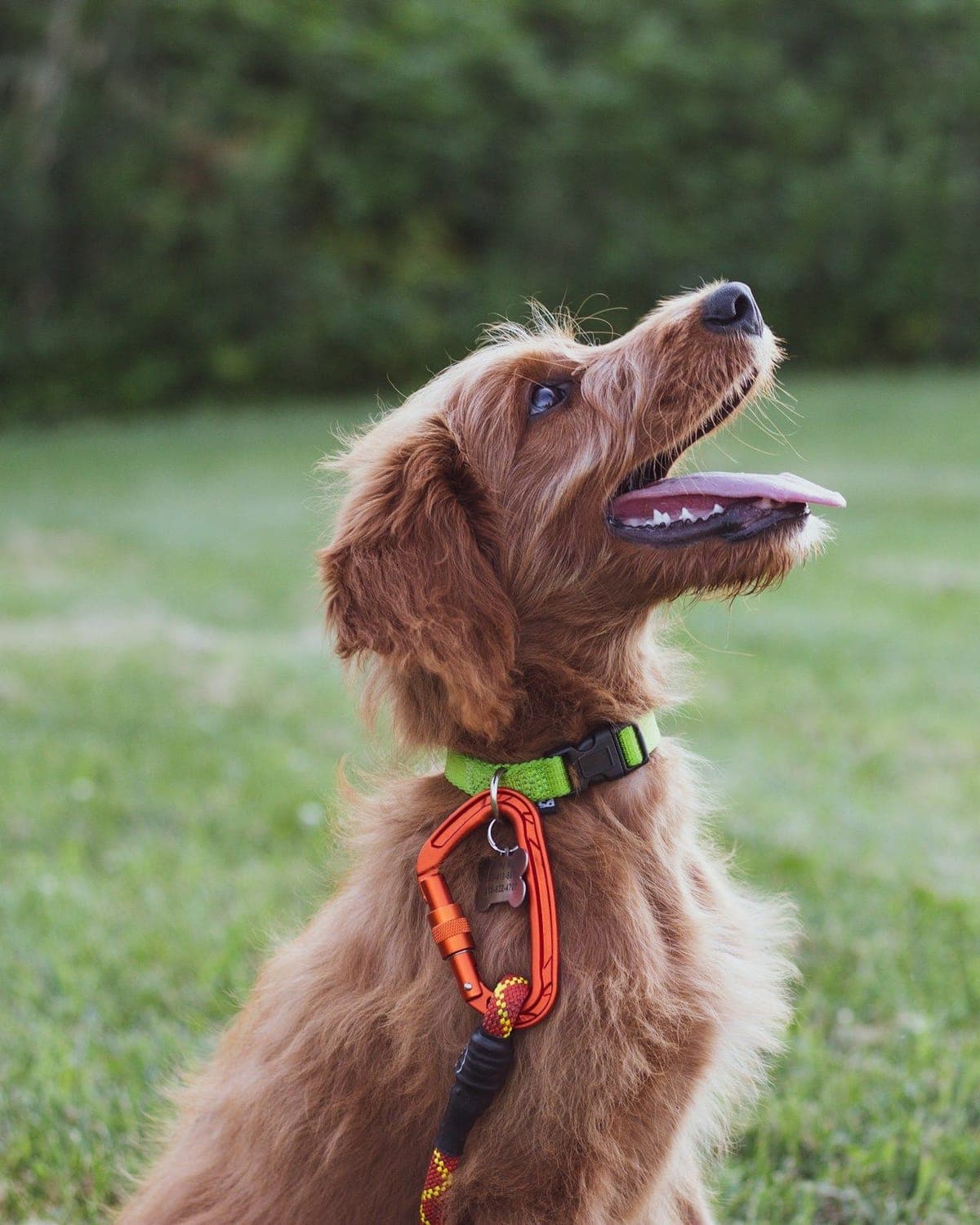 A red doodle on a lead looking up attentively, mouth open, waiting for its next cue
